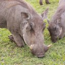 Warthogs