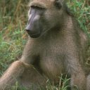 A male baboon can be a very fierce animal and this one showed absolutely no fear of me
