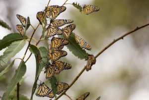 pismo-beach-monarch-butterfly