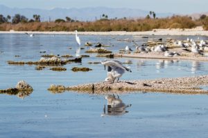 salton-sea-california