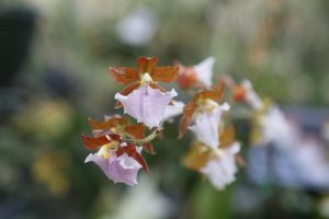 orchids-santa-barbara-2