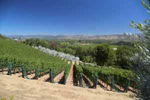 Napa-Valley-Hillside-View