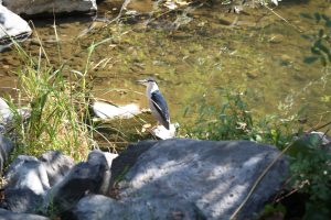 Santa-Rosa-Greenway-Trail (5)