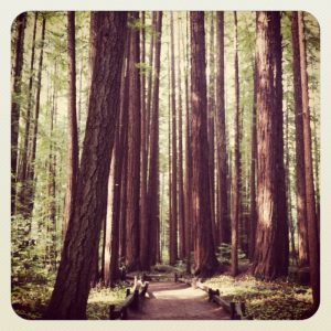 armstrong-redwoods