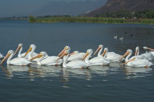 Lake-Chapala-Pelicans