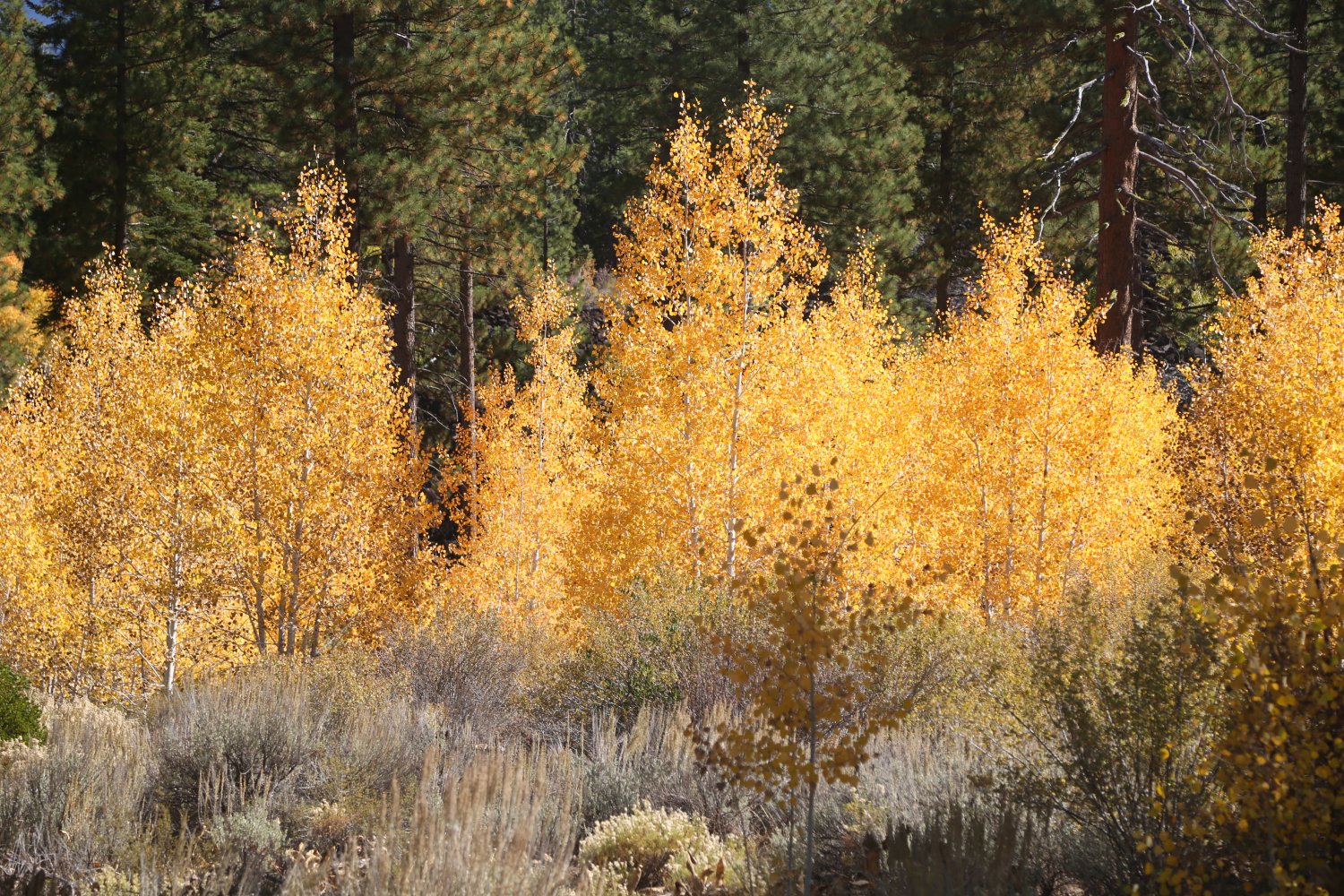 Guides Mammoth, CA Fall Colors Dave's Travel Corner
