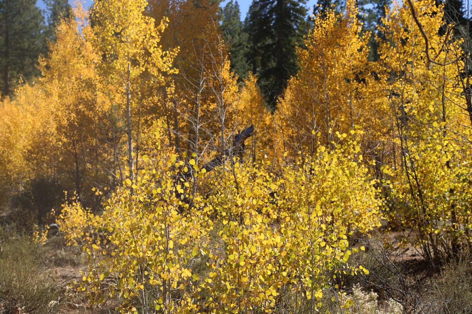 Guides Mammoth, CA Fall Colors Dave's Travel Corner