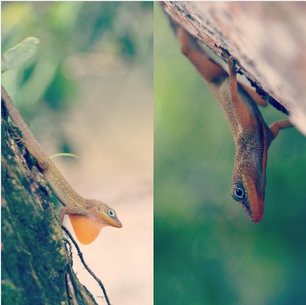 anole-dominica