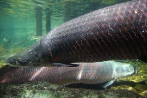 siam-ocean-world-bangkok-6