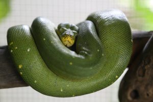 snake-farm-bangkok-5