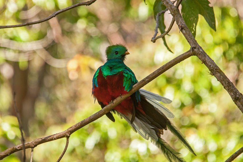 cr-quetzal