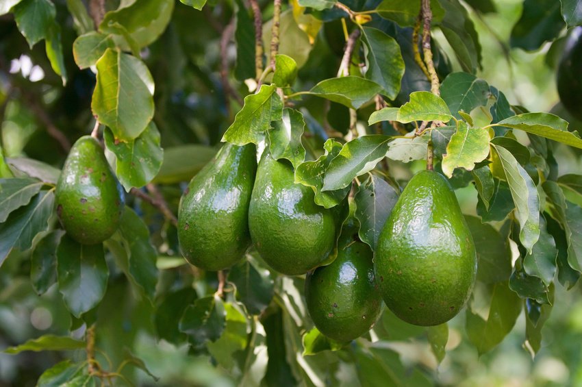 avo-tree