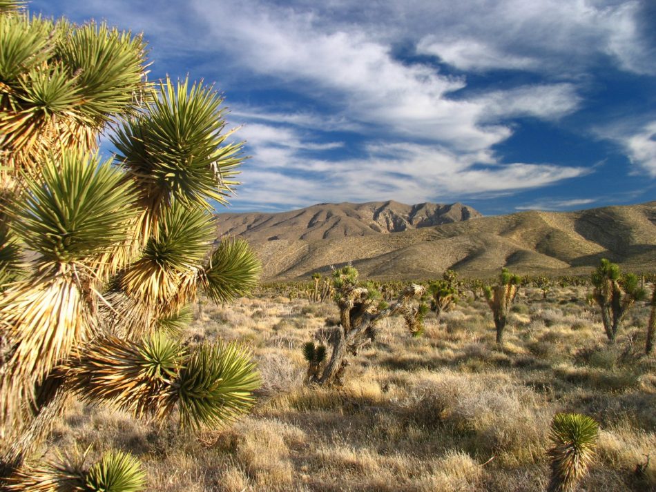 desert-mt-charleston