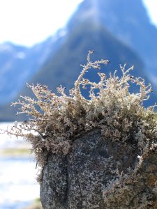 New-Zealand-Moss