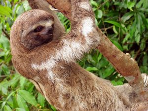 Iquitos-Sloth-0