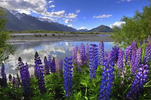 Lupine-New-Zealnd