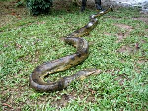 Snake-Iquitos-Zoo