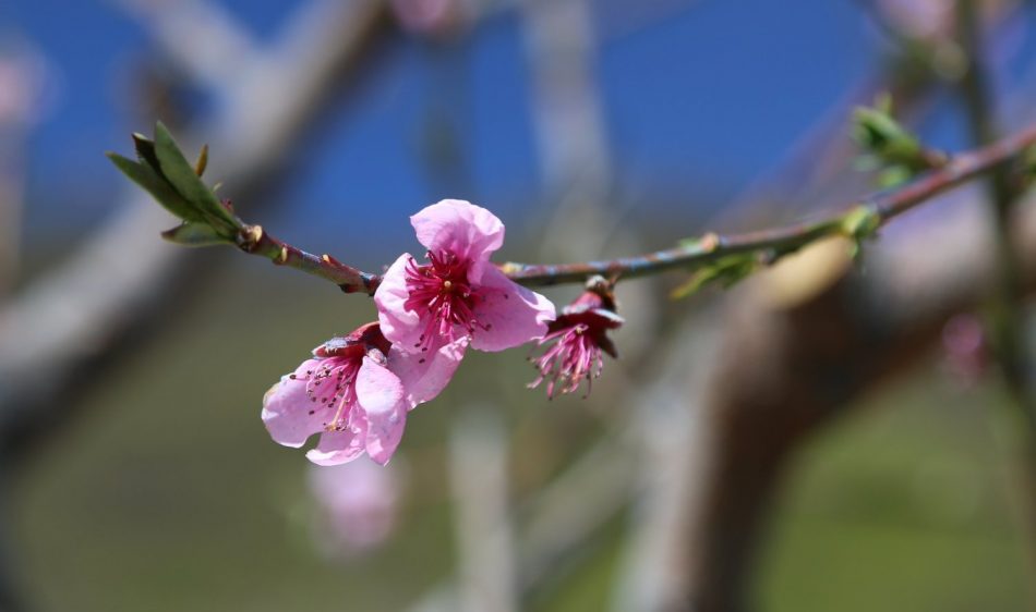 spring-bloom