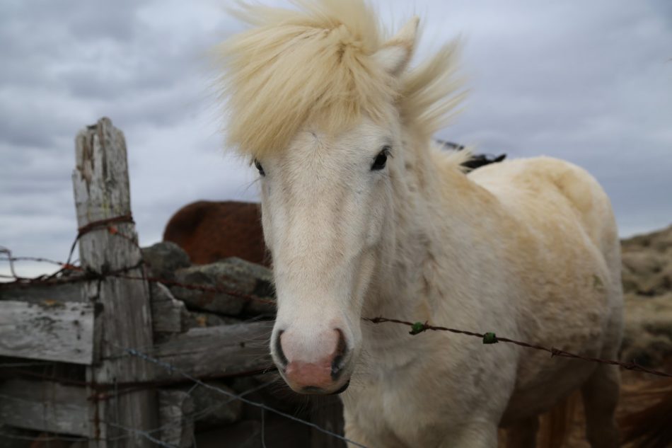 horse-iceland