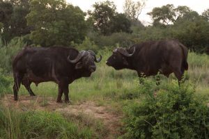 cape-buffalo south africa