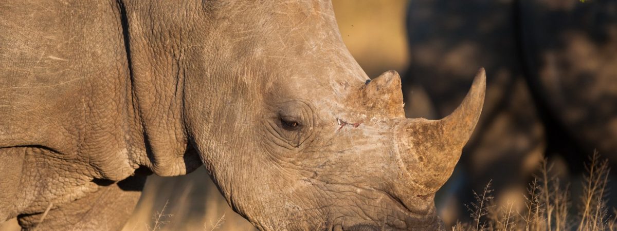 Two donkeys lost in South Africa’s Kruger National Park