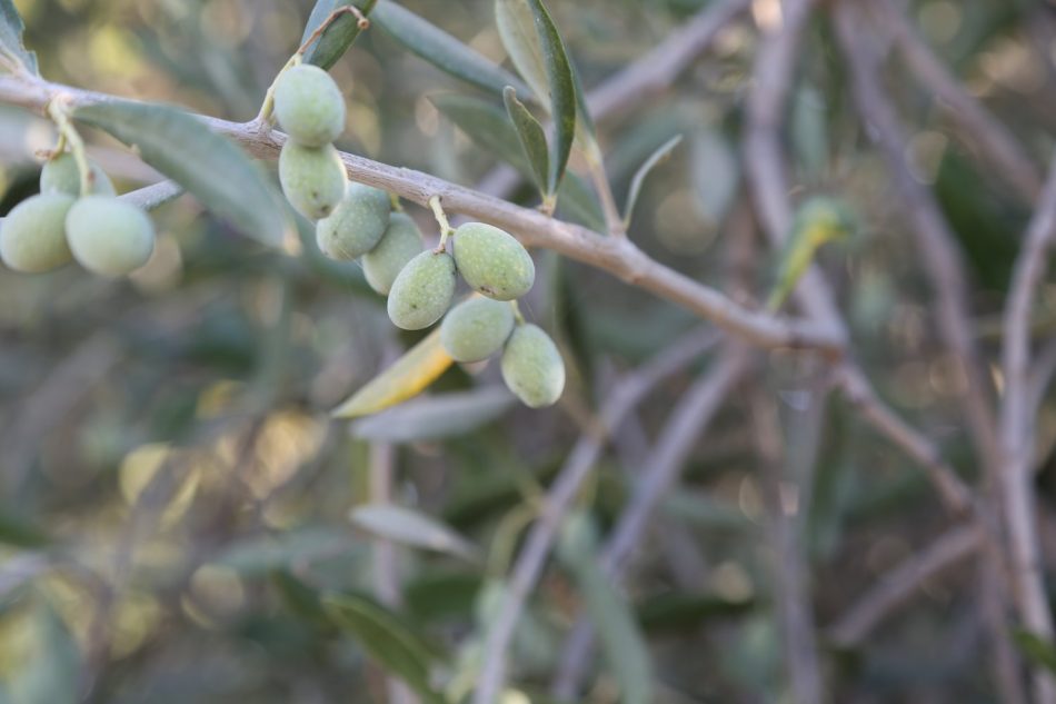 andalucia-olives