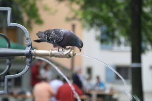 pigeon-drinking