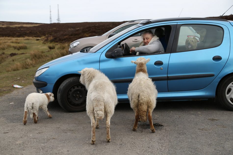 wales-sheep