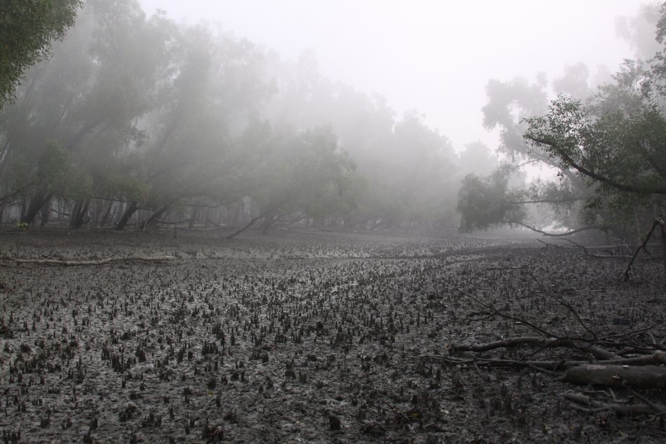 sundarban-mist-mud