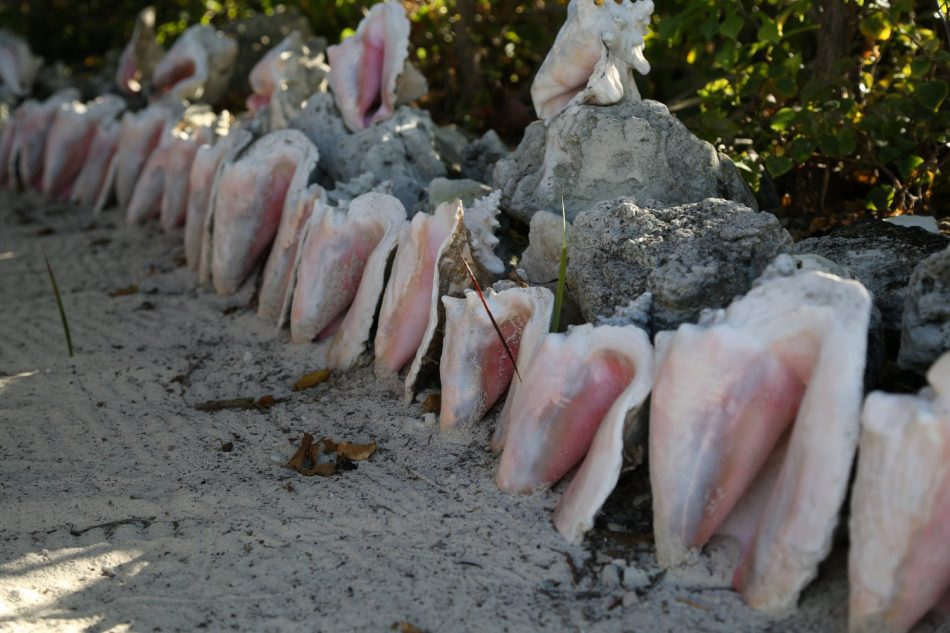 bahamas-shells