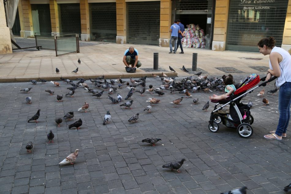 feeding-pigeons