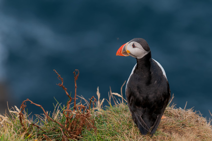 Puffin portrait on the blue sea background