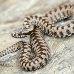 rattlesnake