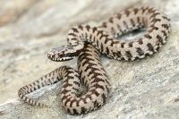 rattlesnake