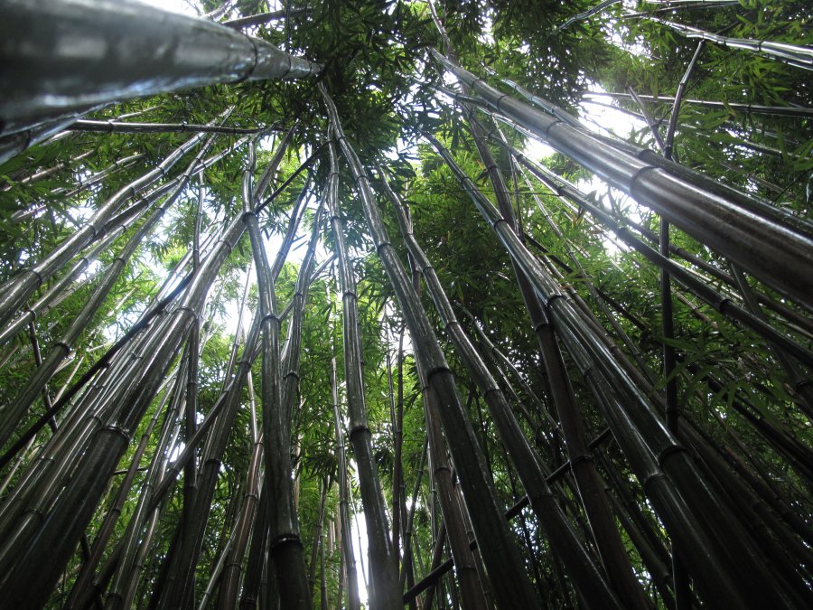 bamboo-forest