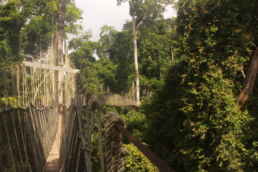 kakum-rainforest-walk