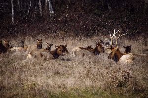 elk in hollows