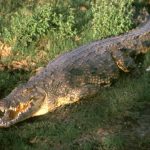 Crocodile