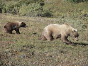 Grizzly-Mom-Cub