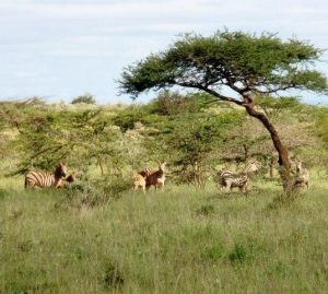 purely-wild-zebras