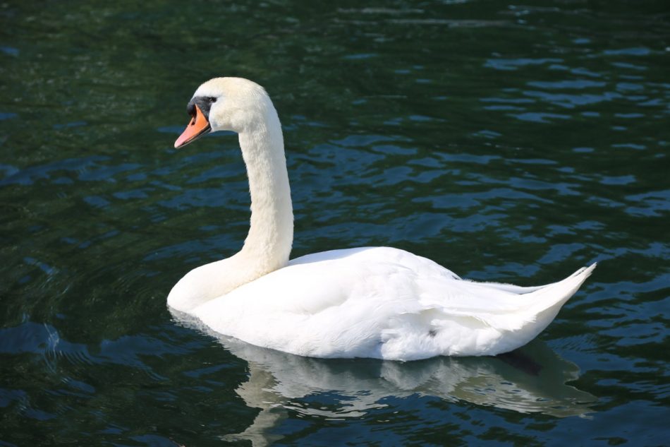 swan