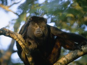 howler-monkey_467_600x450