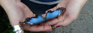 blue morpho