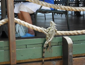 iguana