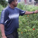 trinidad-pepper-farmer-moruga