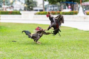 cockfighting