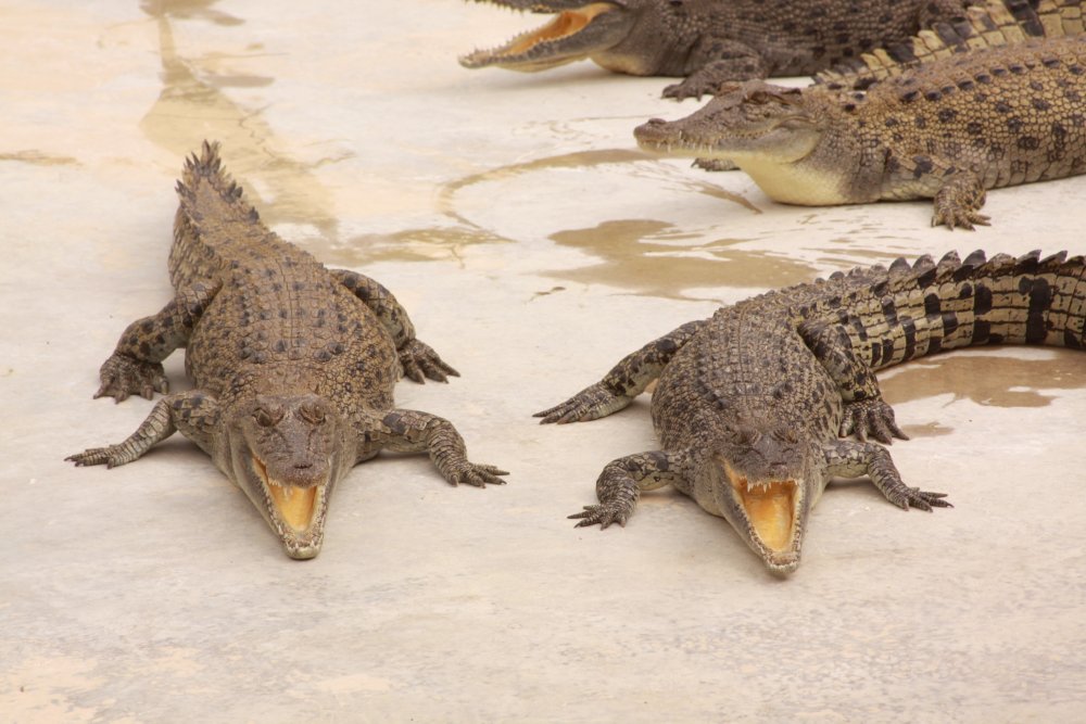 They Dropped Me in a Tank with a Gator Called 'Chopper' - Dave's