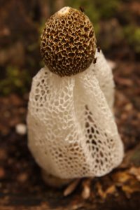 Bridalsveil Funghi or Stinkhorn. This amazing piece of nature shows like this for just a few hours before disintegrating back into the ground. It throws out a rotting meat smell to attract flies which then spread its spores