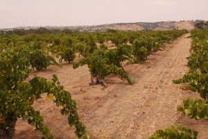 old-vine-barossa