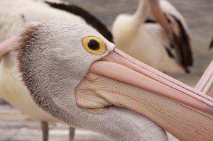 pelican-kangaroo-island